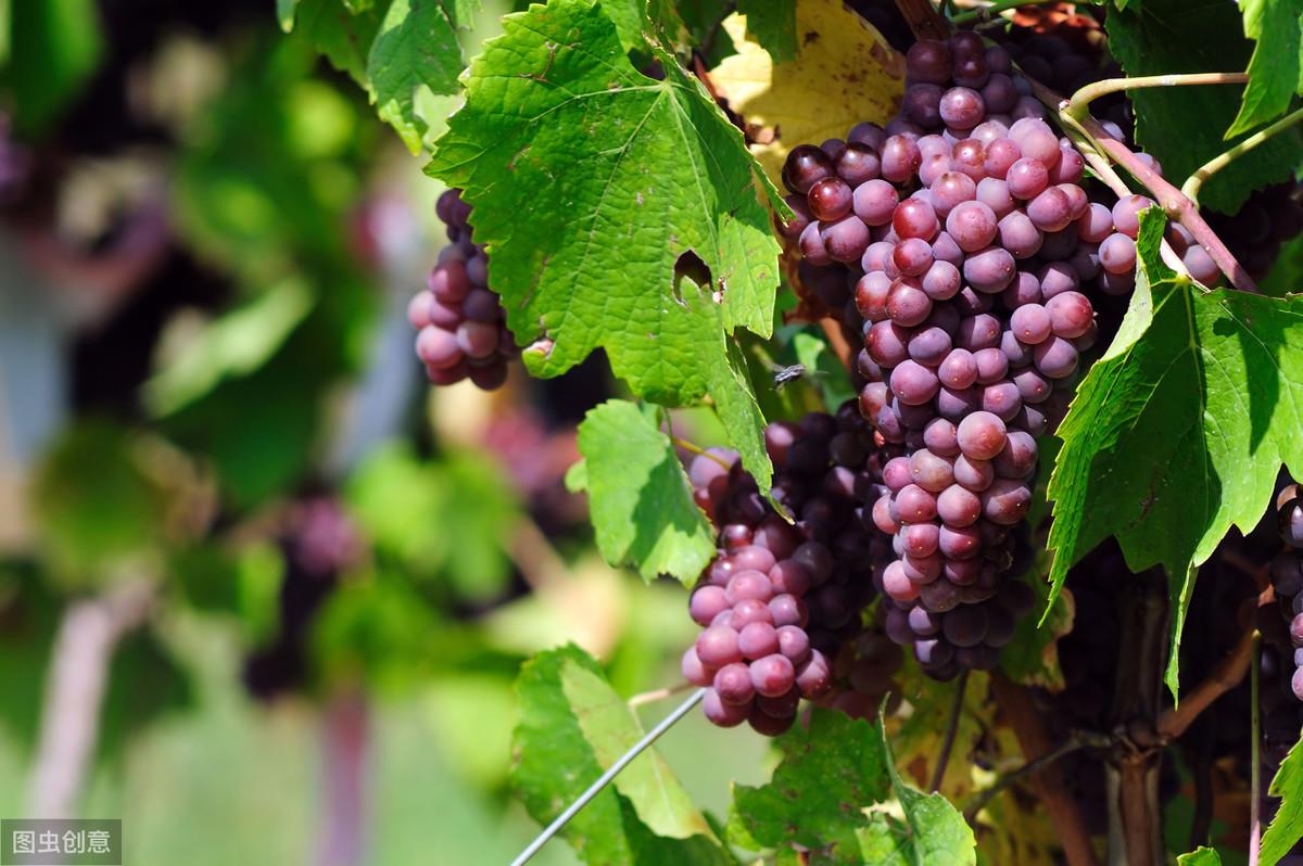 葡萄膨果期用什么肥料，种植葡萄该如何施肥