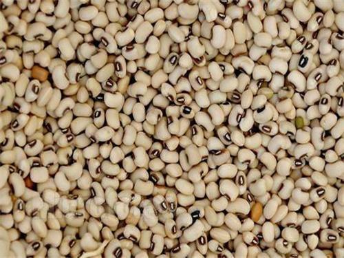 眉豆几月份种植最好，眉豆的栽培时间和养护技巧