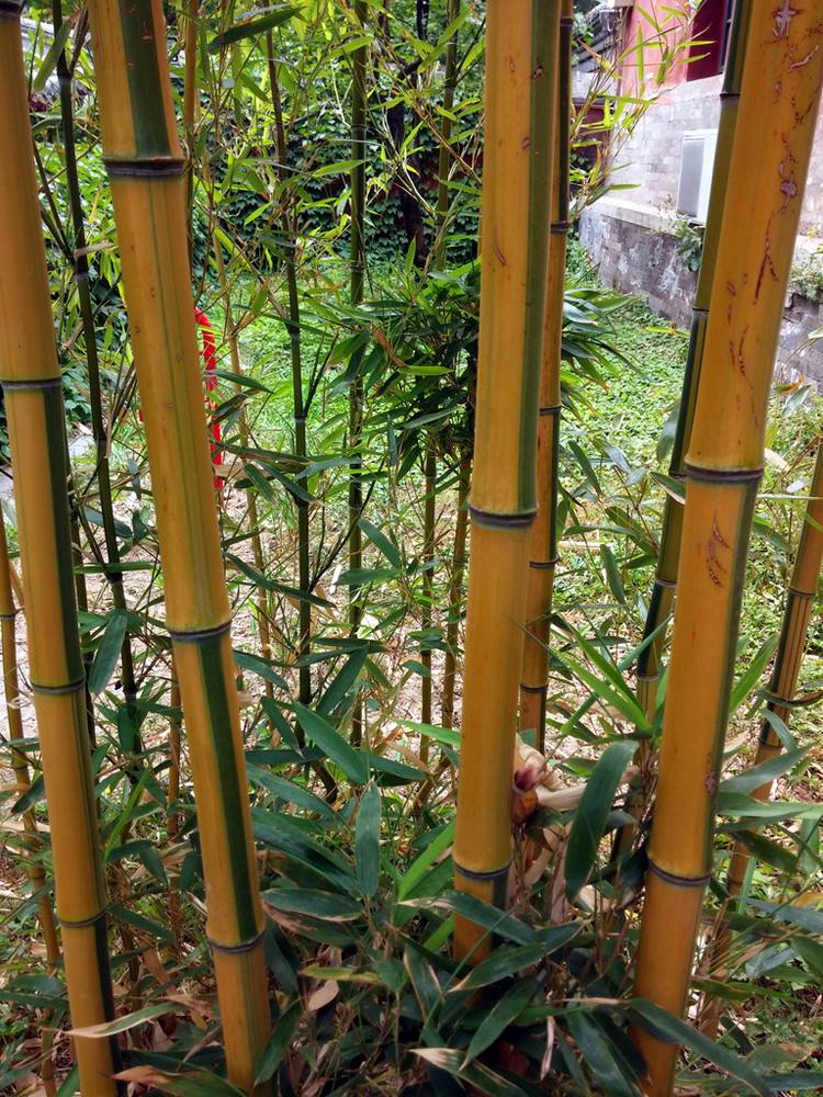 金镶玉竹的养殖技巧，金镶玉竹的种植方法