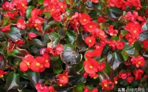 四大名贵海棠都是什么颜色，常见的几种海棠花介绍