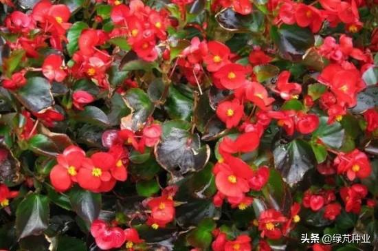 四大名贵海棠都是什么颜色，常见的几种海棠花介绍