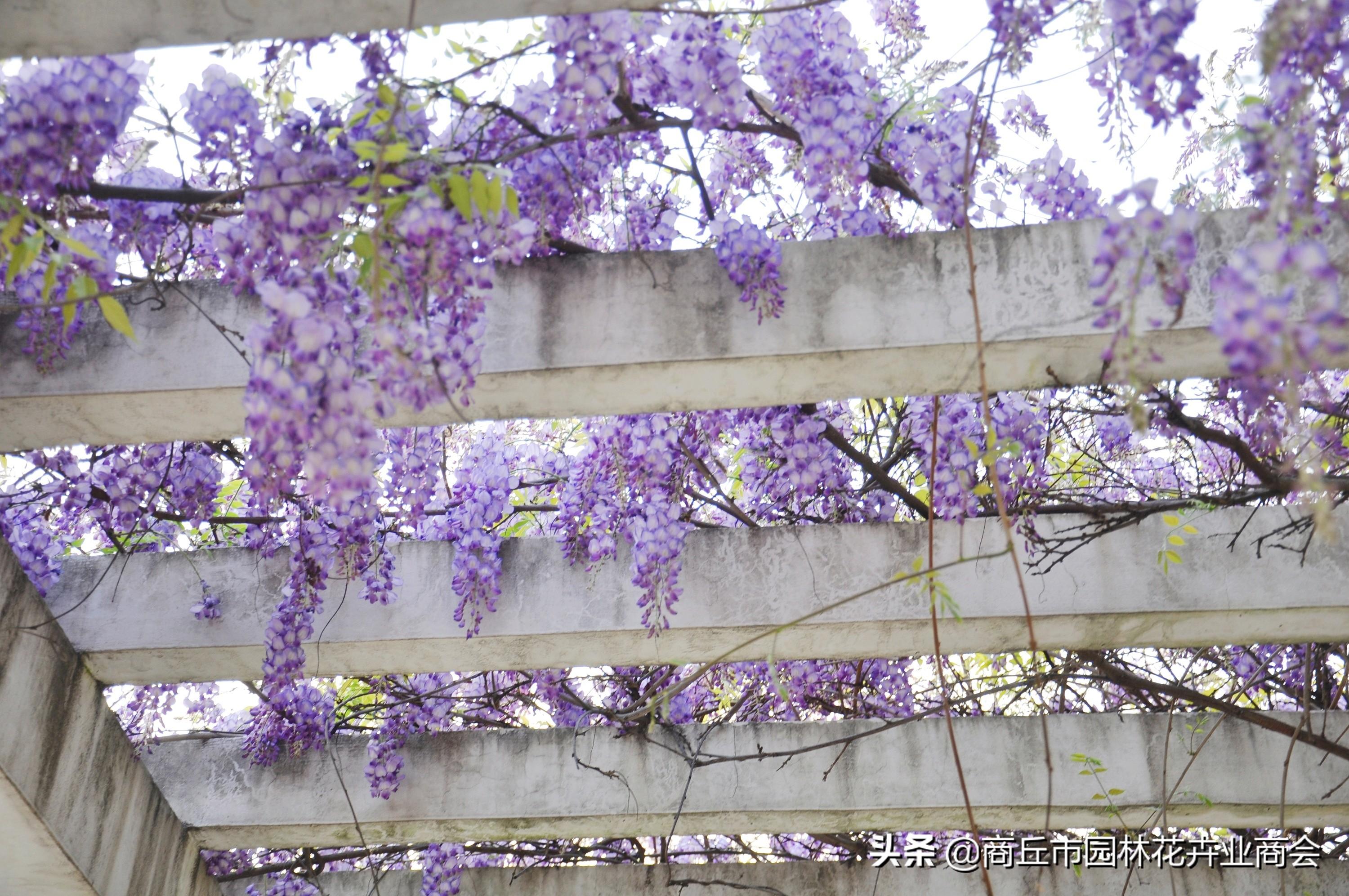 紫藤萝花开的时间是几月（紫藤萝花的花期是什么时候）