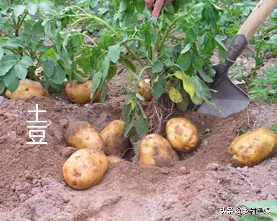 土豆的来源和历史，土豆进入中国的时间