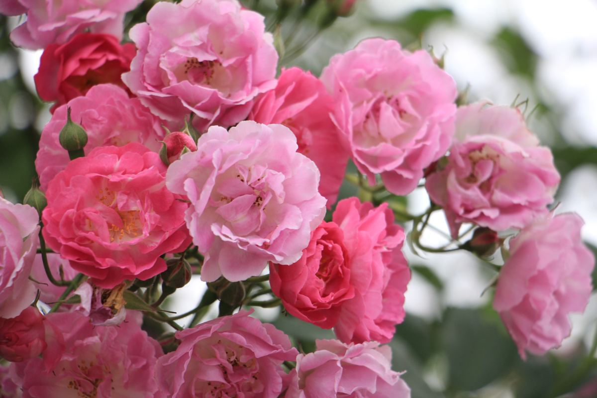 蔷薇种植方法和注意事项，蔷薇的花期是什么时候