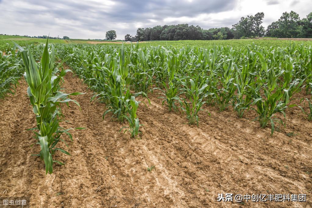 夏玉米什么时候种最合适，玉米的养殖方法介绍