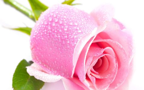 粉玫瑰花语是什么意思？了解粉玫瑰象征的寓意
