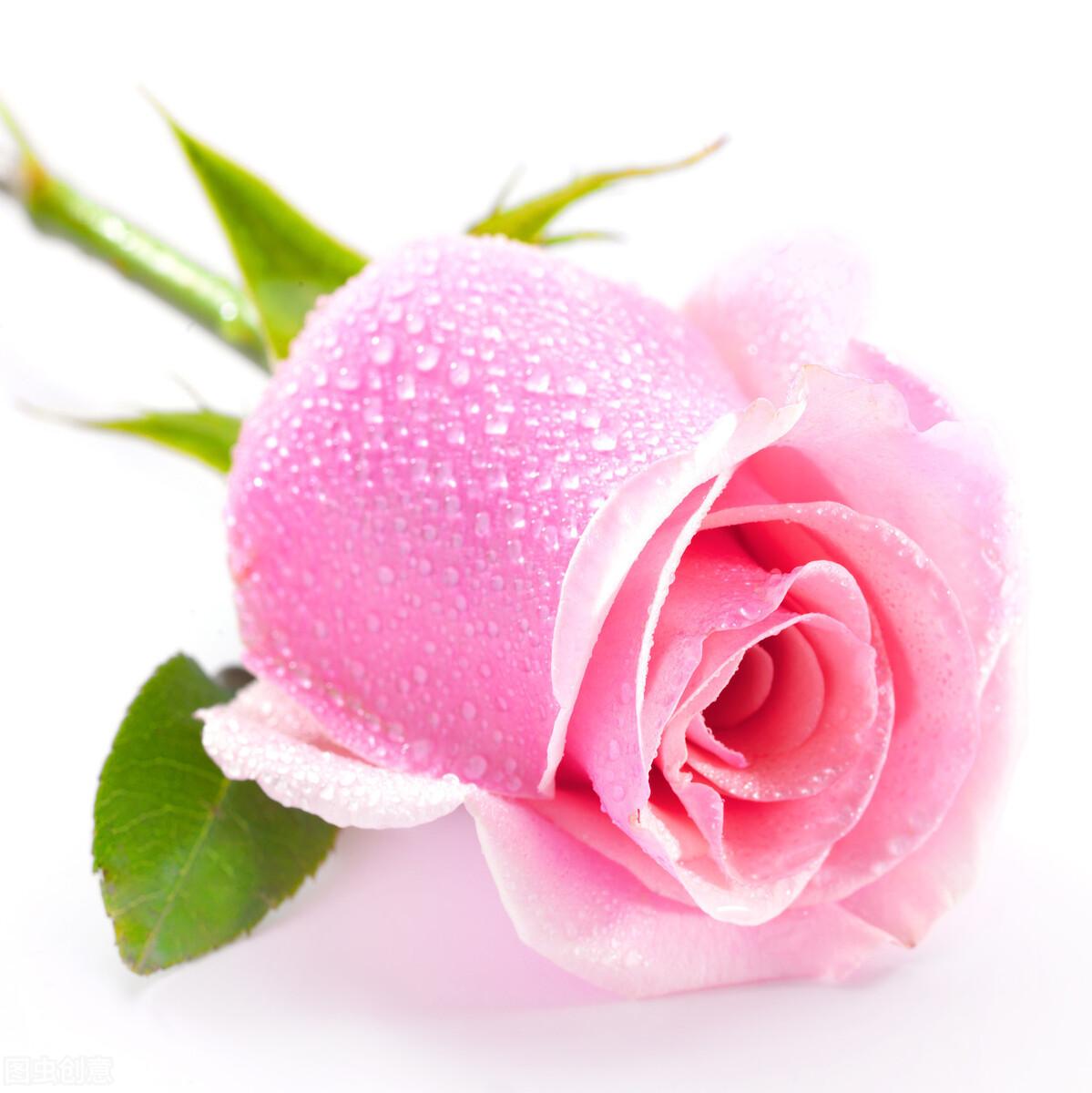 粉玫瑰花语是什么意思？了解粉玫瑰象征的寓意