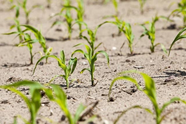 玉米栽培技术和田间管理，玉米的种植技巧