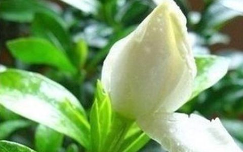 白玉兰花浇水时间，白玉兰花浇水的频率和方法