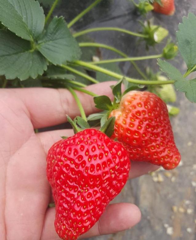 产量高的草莓品种有哪些，好吃产量高的草莓品种介绍