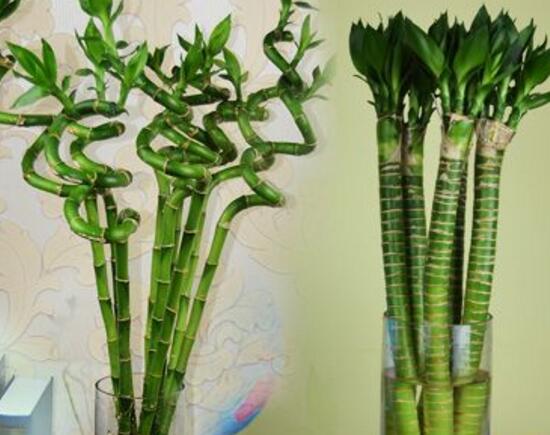 富贵竹和观音竹的区别，富贵竹和观音竹有什么不一样的地方