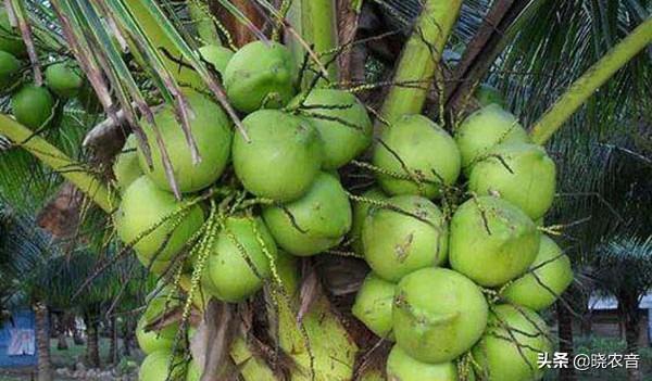 椰子产地主要在哪个省，椰子的主产地在哪些地区