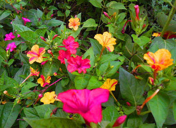 茉莉花有几种颜色，农村常见的茉莉花品种介绍