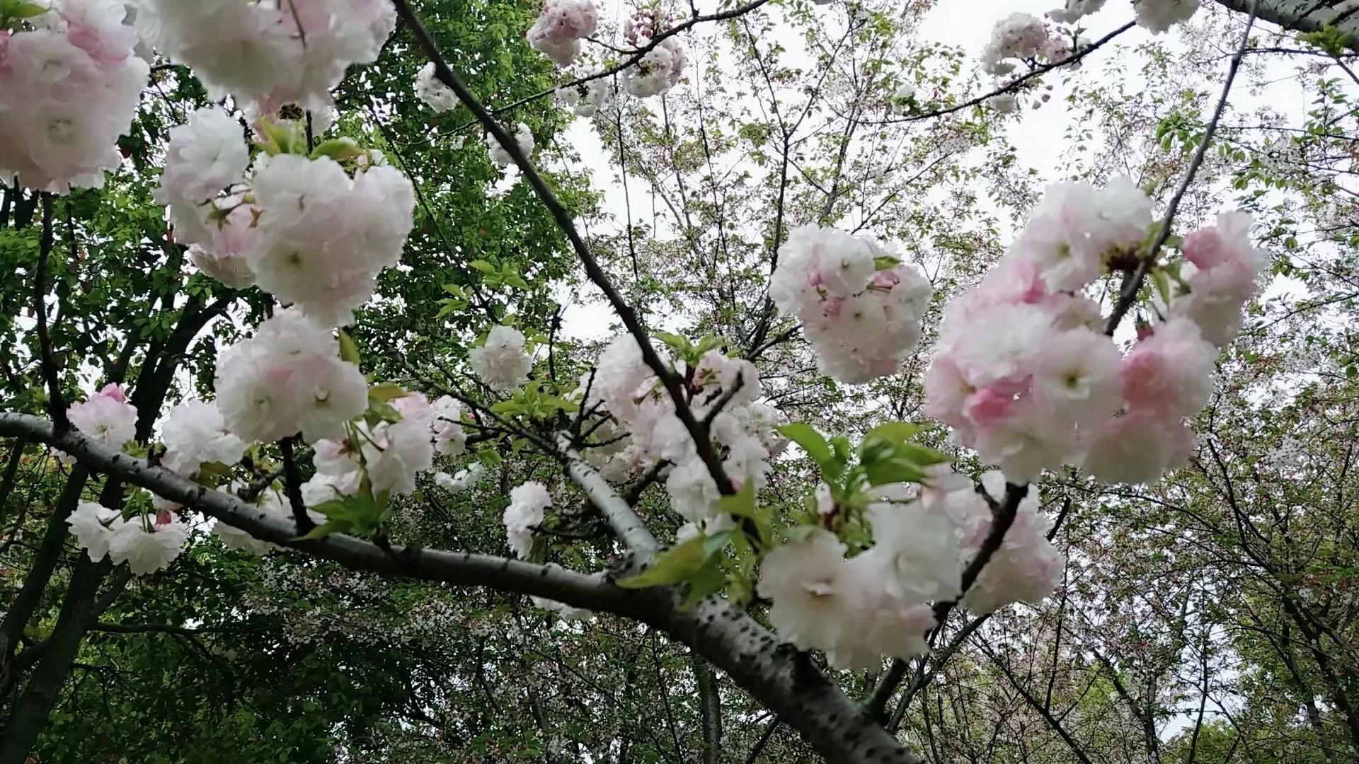 樱花的花语，樱花象征的寓意是什么
