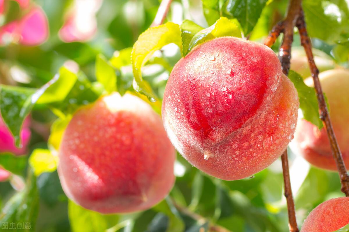 桃子核怎么种才会发芽，桃子育芽的方法分享