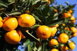 桔子树的品种有哪些？橘子树比较好的品种大全