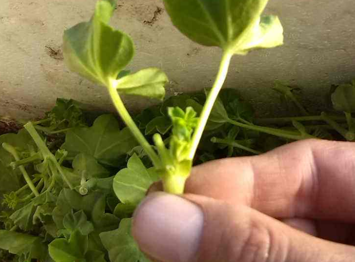 天竺葵怎样扦插成活率高，养殖天竺葵的技巧