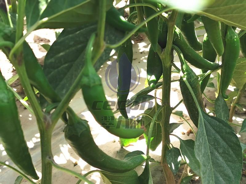 辣椒专用复合肥是什么，有哪些适合用在辣椒上的肥料
