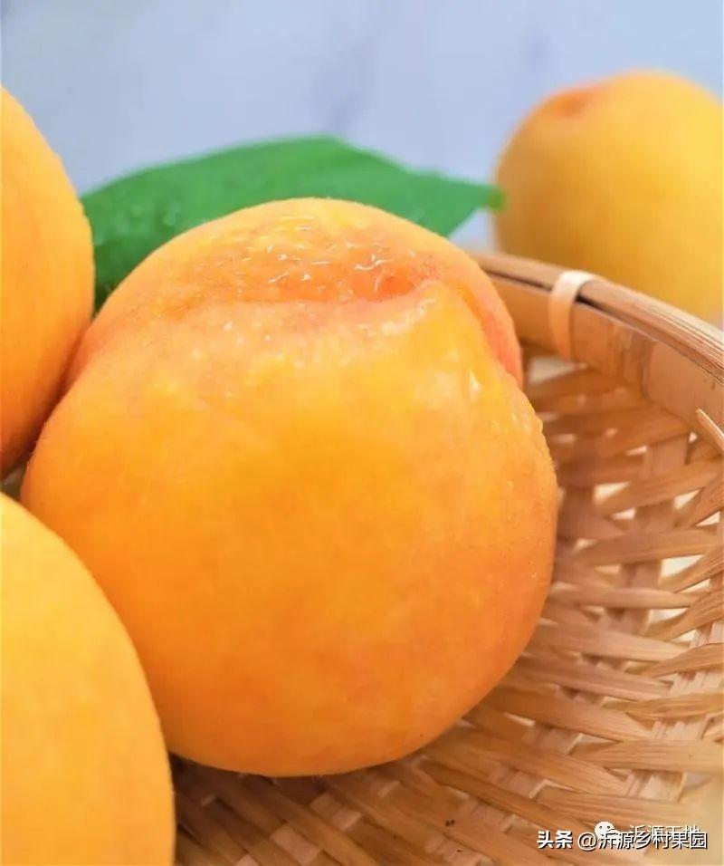 黄桃哪里产的最好吃，中国最好的黄桃产地