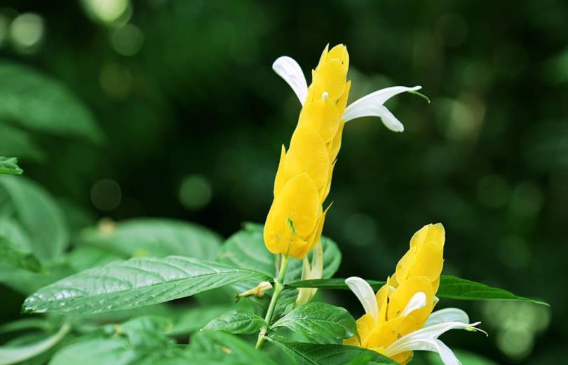 金苞花的养殖方法和注意事项，金苞花的养护要点都有哪些
