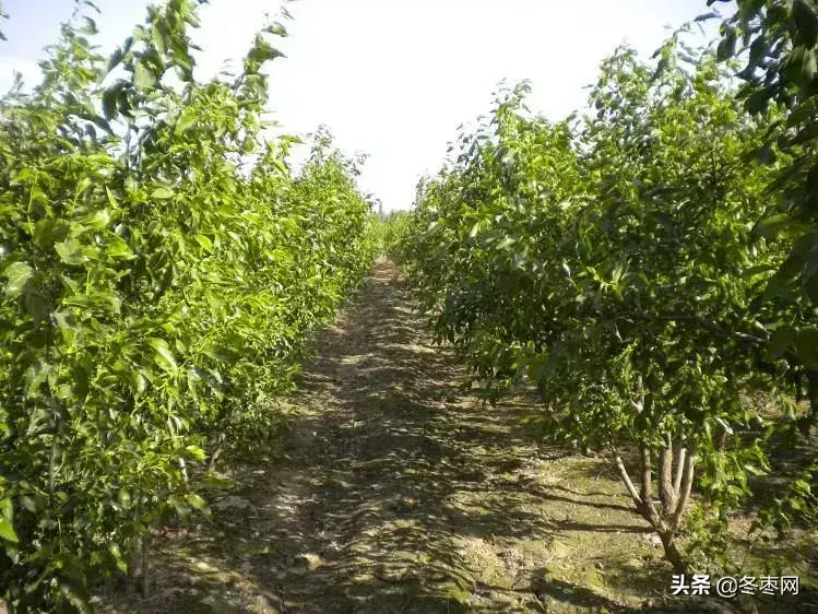 枣树苗几月份种植最好，枣树的养殖注意事项讲解