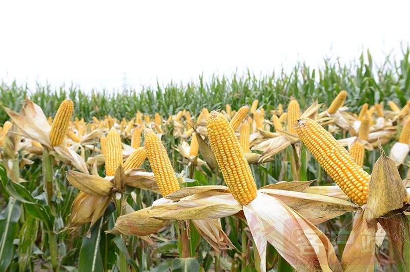 排名第一的玉米品种，高产玉米品种有哪些