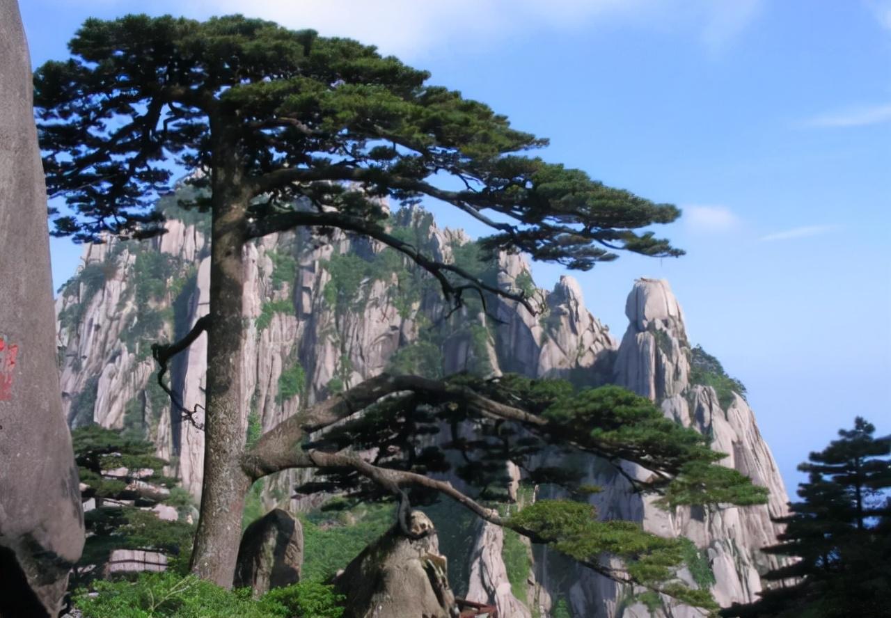 中国树木寿命排行？寿命比较长的树木有哪些