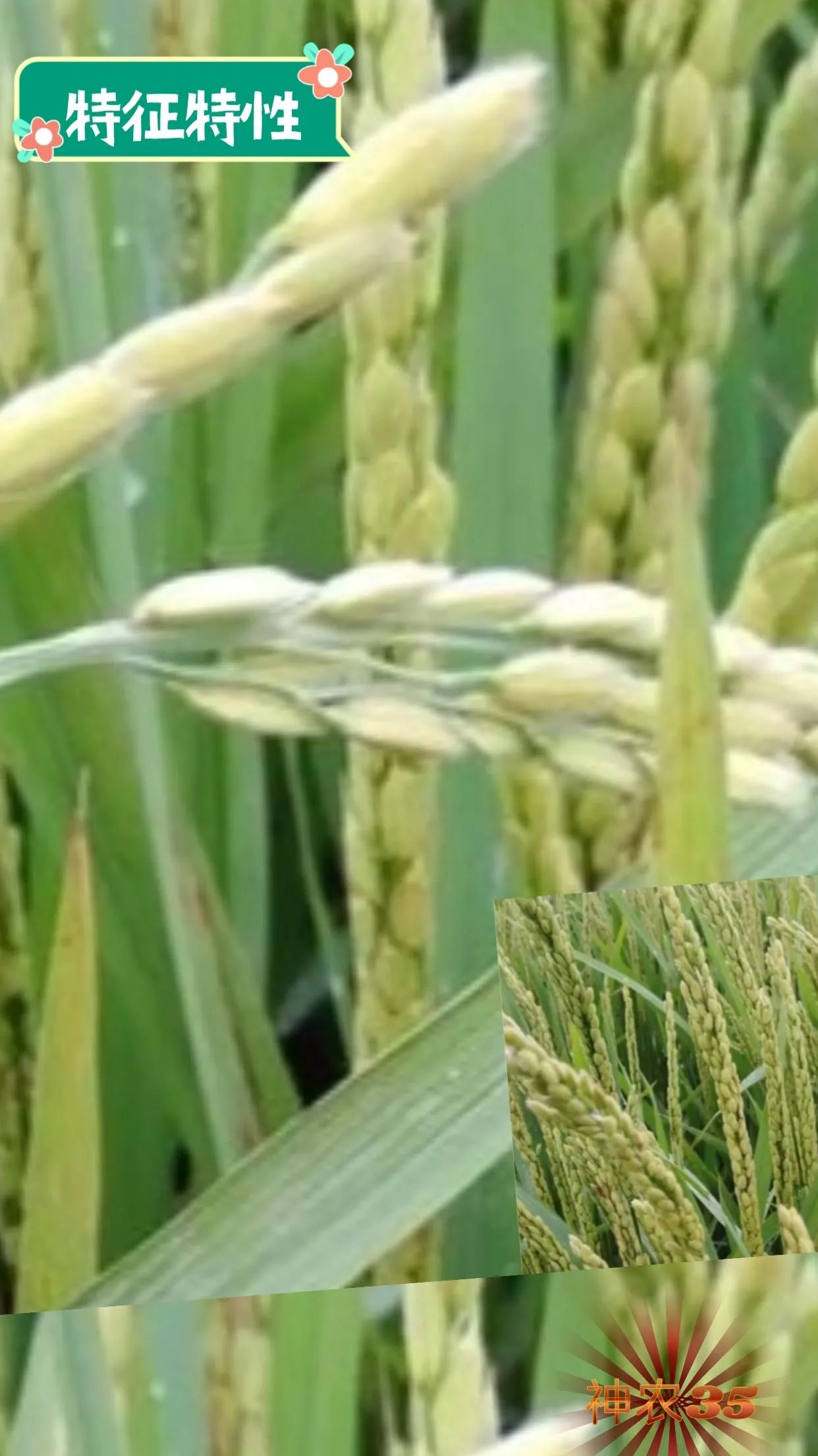 水稻种植时应该注意哪些问题，养殖水稻的技巧