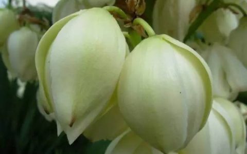凤尾兰的寓意，凤尾兰的花语是什么
