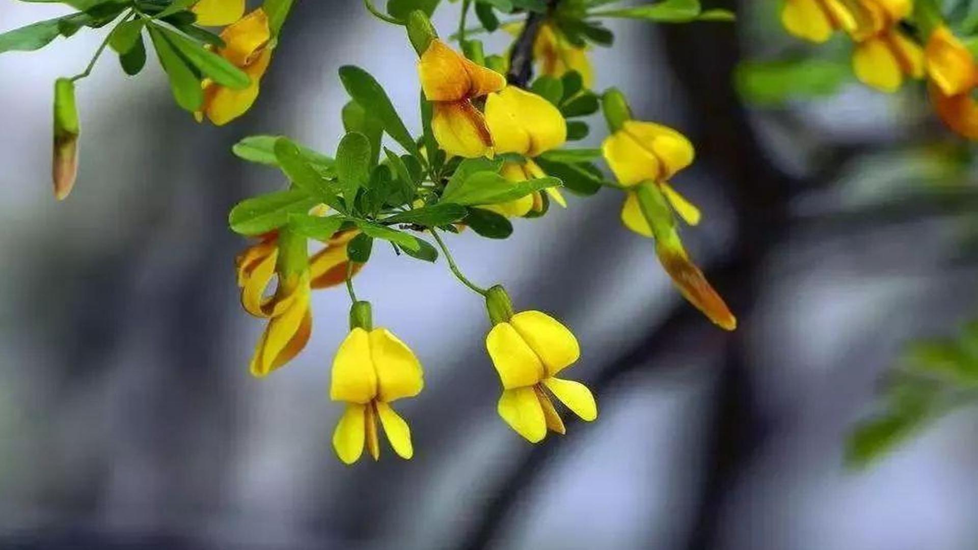 黄金雀花的花期是什么时候，黄金雀花在几月份开花
