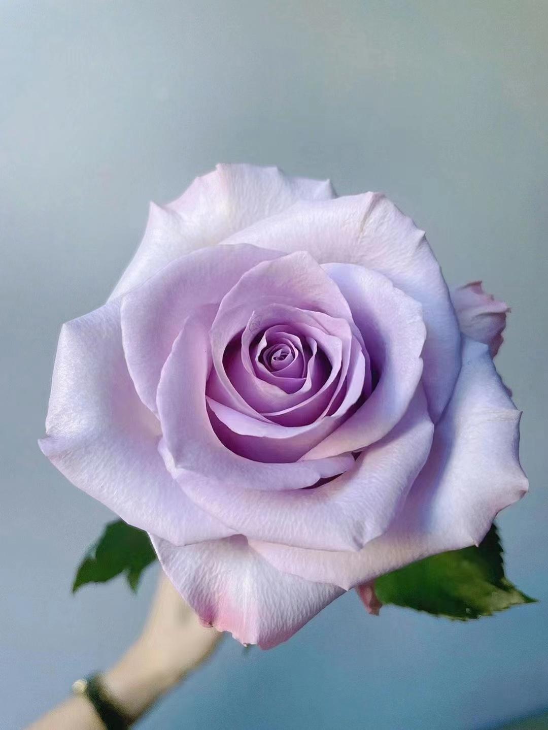 紫色的玫瑰花叫什么，紫色的玫瑰花的名字