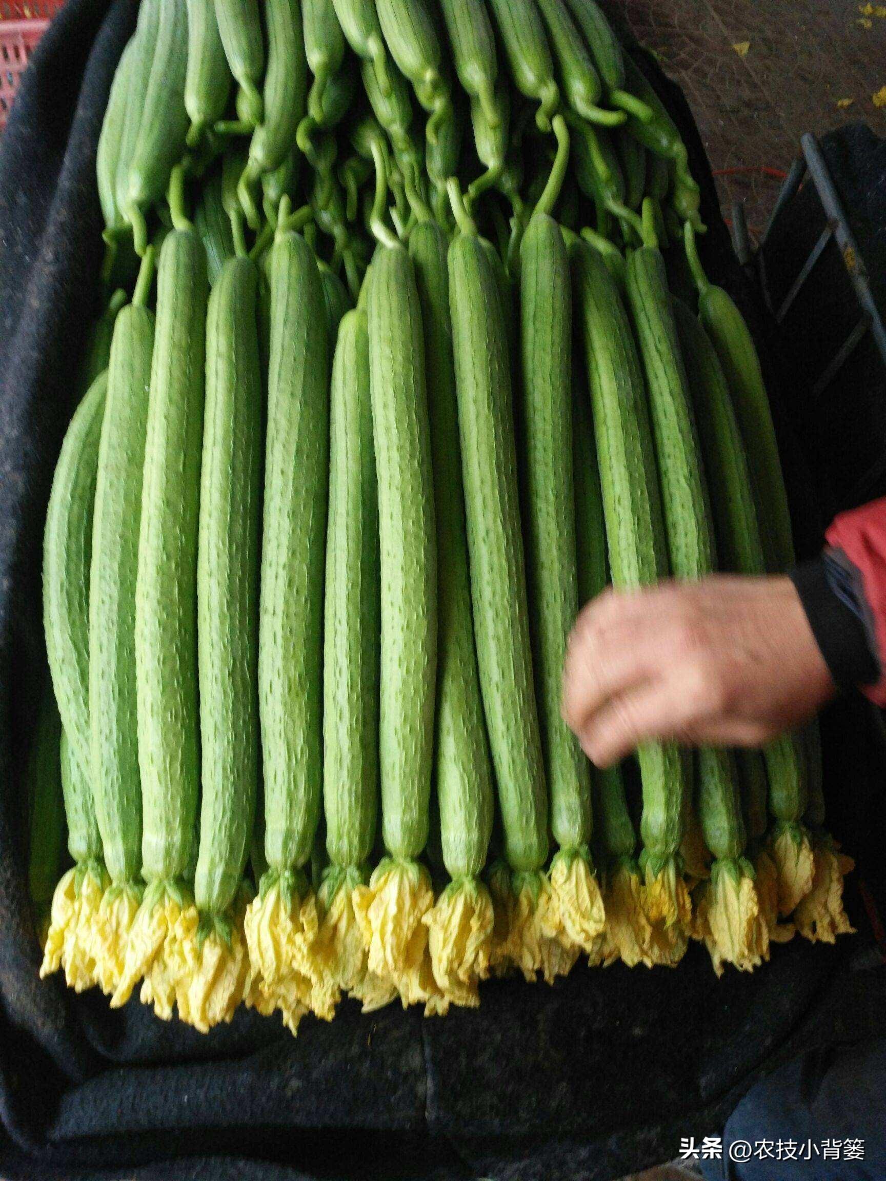 丝瓜的种植方法和时间，丝瓜高产种植技术分享