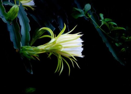 霸王花是什么植物的花，霸王花的相关资料介绍