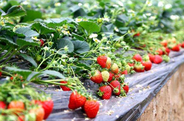 大棚草莓亩产量一般多少斤？大棚种的草莓产量高不高