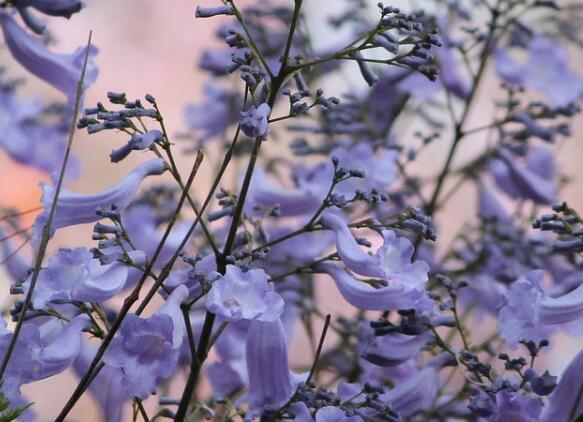 蓝花楹什么时候开花，蓝花楹的花期有多长时间