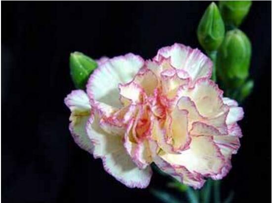 康乃馨几月开花，康乃馨的花期有多长时间