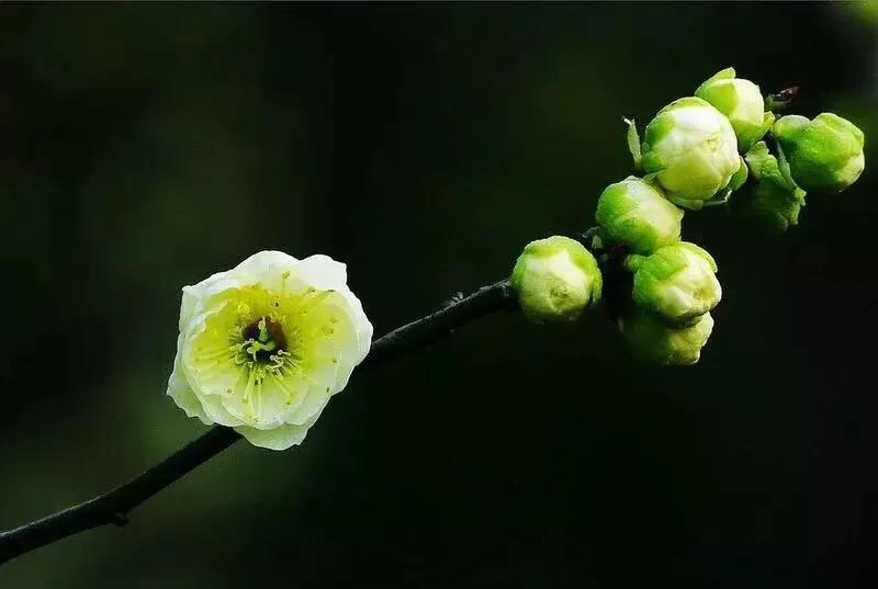绿梅花图片，漂亮迷人的绿梅花图片鉴赏