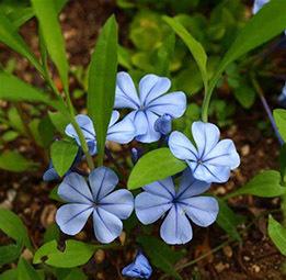 蓝花丹的养殖方法和注意事项，蓝花丹什么时候开花