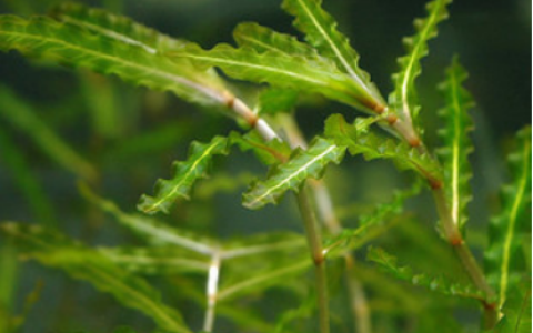 黑藻是高等植物还是低等植物，黑藻属于哪一个科
