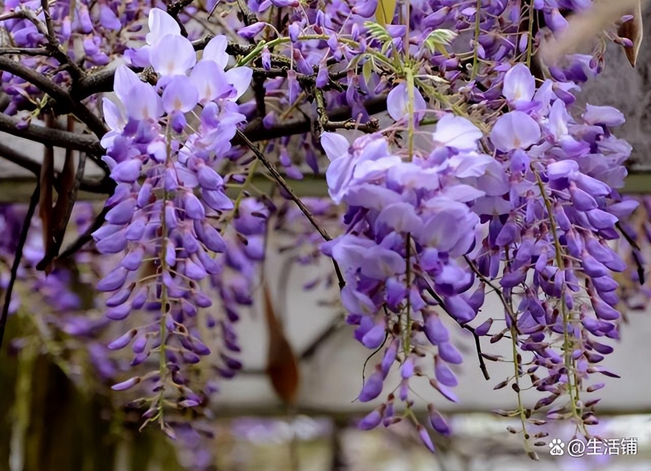 紫藤花几月开花，紫藤花的花期是什么时候