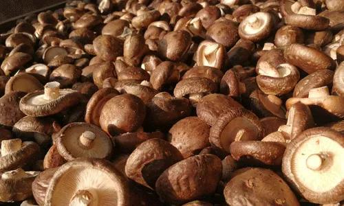 蘑菇的生长周期，蘑菇什么时候可以采摘