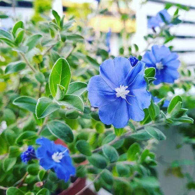 蓝星花的花语，蓝星花代表的寓意介绍