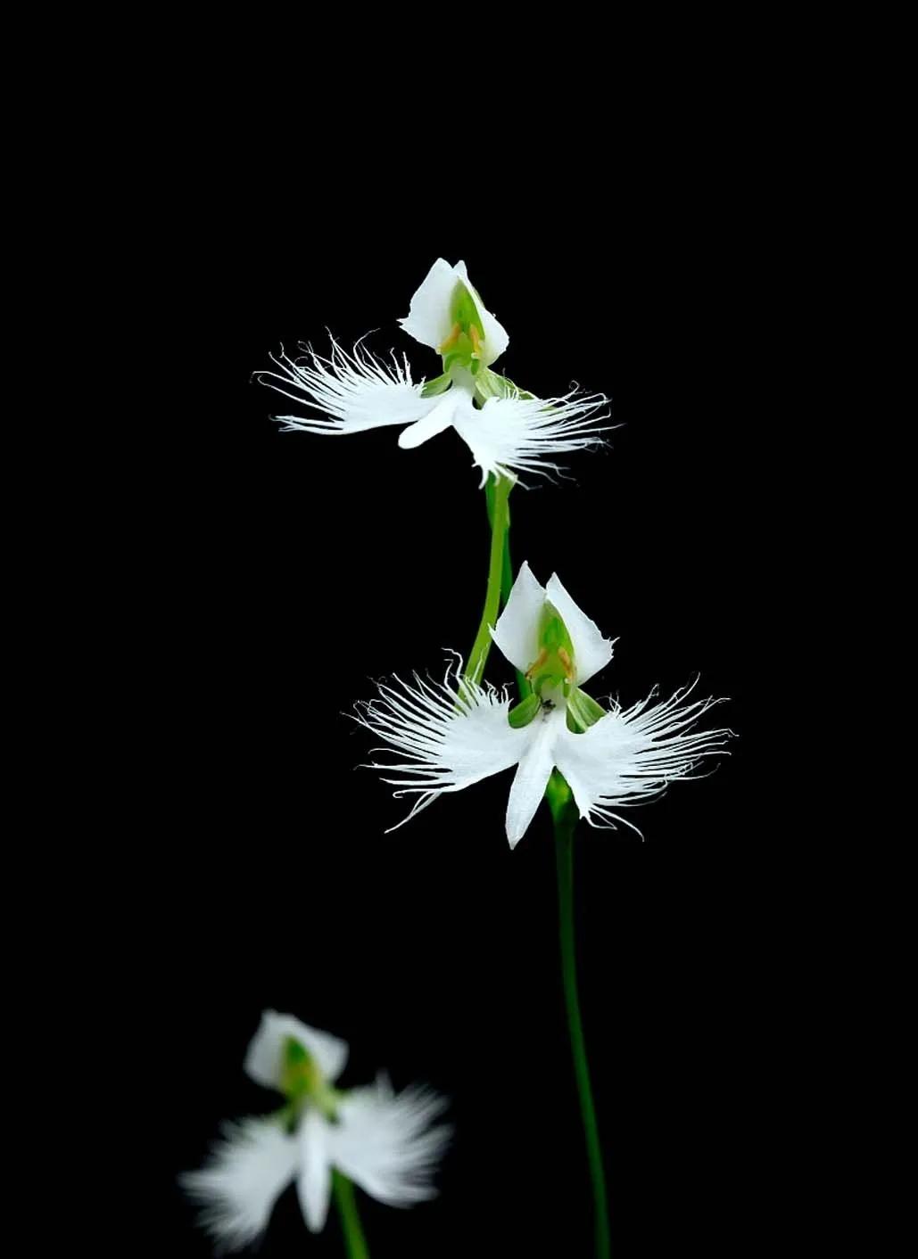 非洲白鹭花的花语是什么,白鹭花的寓意