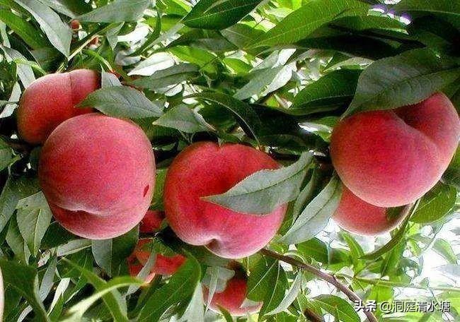 冬桃哪个品种最甜最好吃，冬桃的介绍