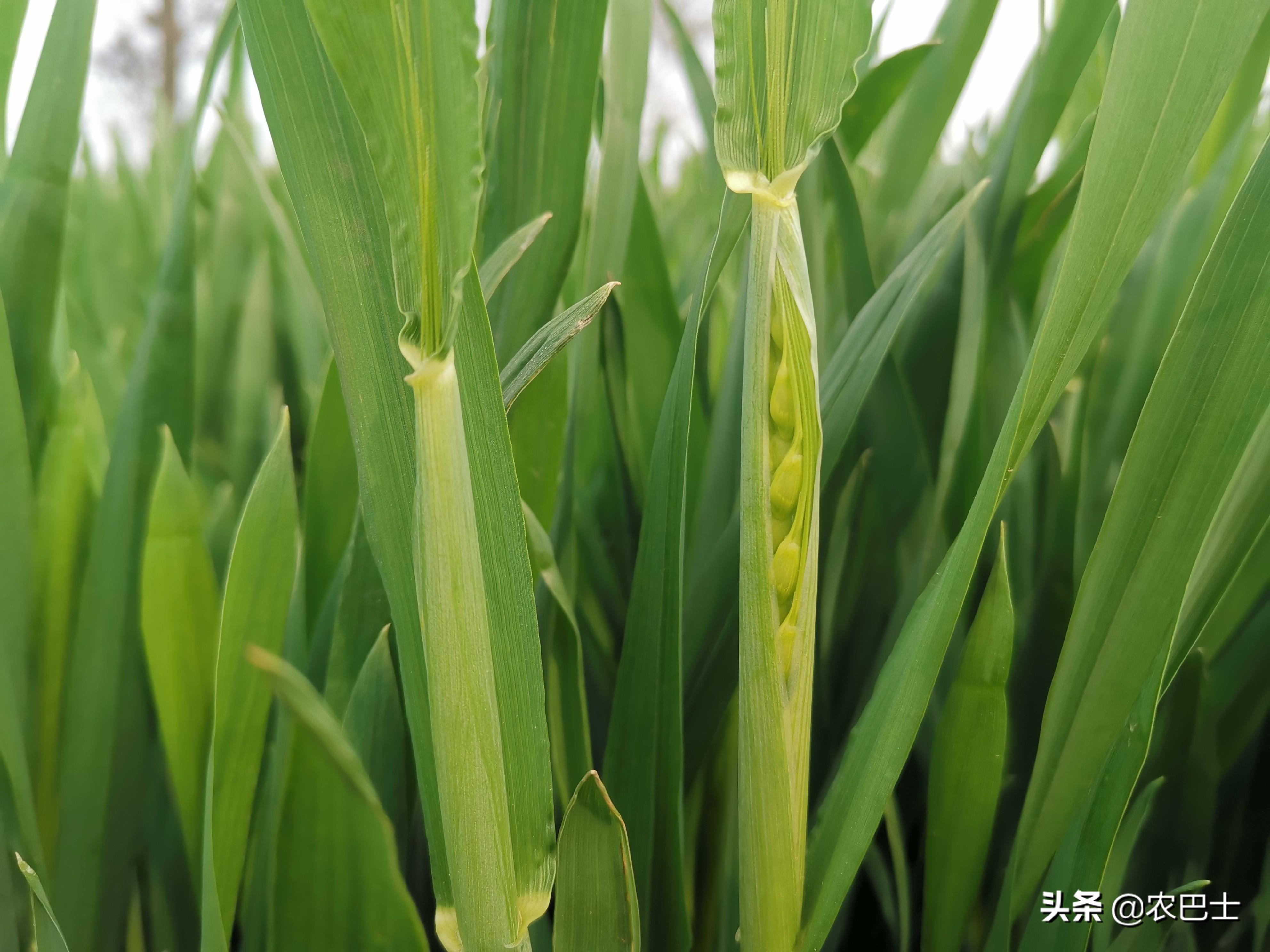 小麦生长期分几个阶段,小麦的的成长周期