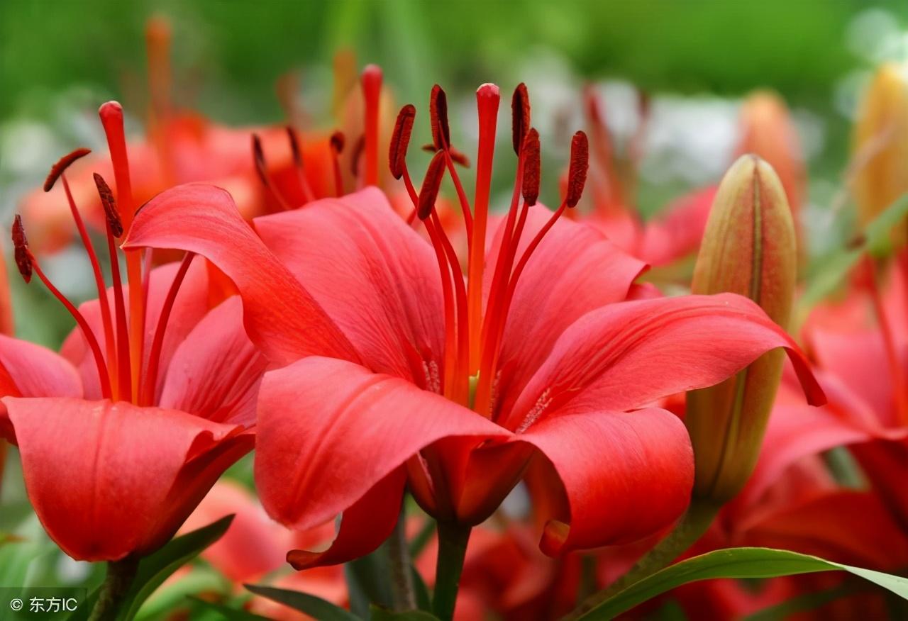 红色百合花的寓意及象征，红百合花的花语是什么