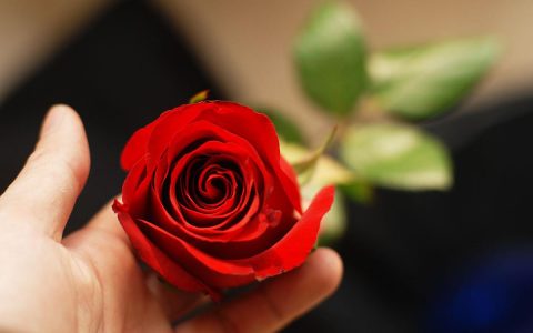 16朵玫瑰代表什么意思（十六朵玫瑰花的爱情含义介绍）
