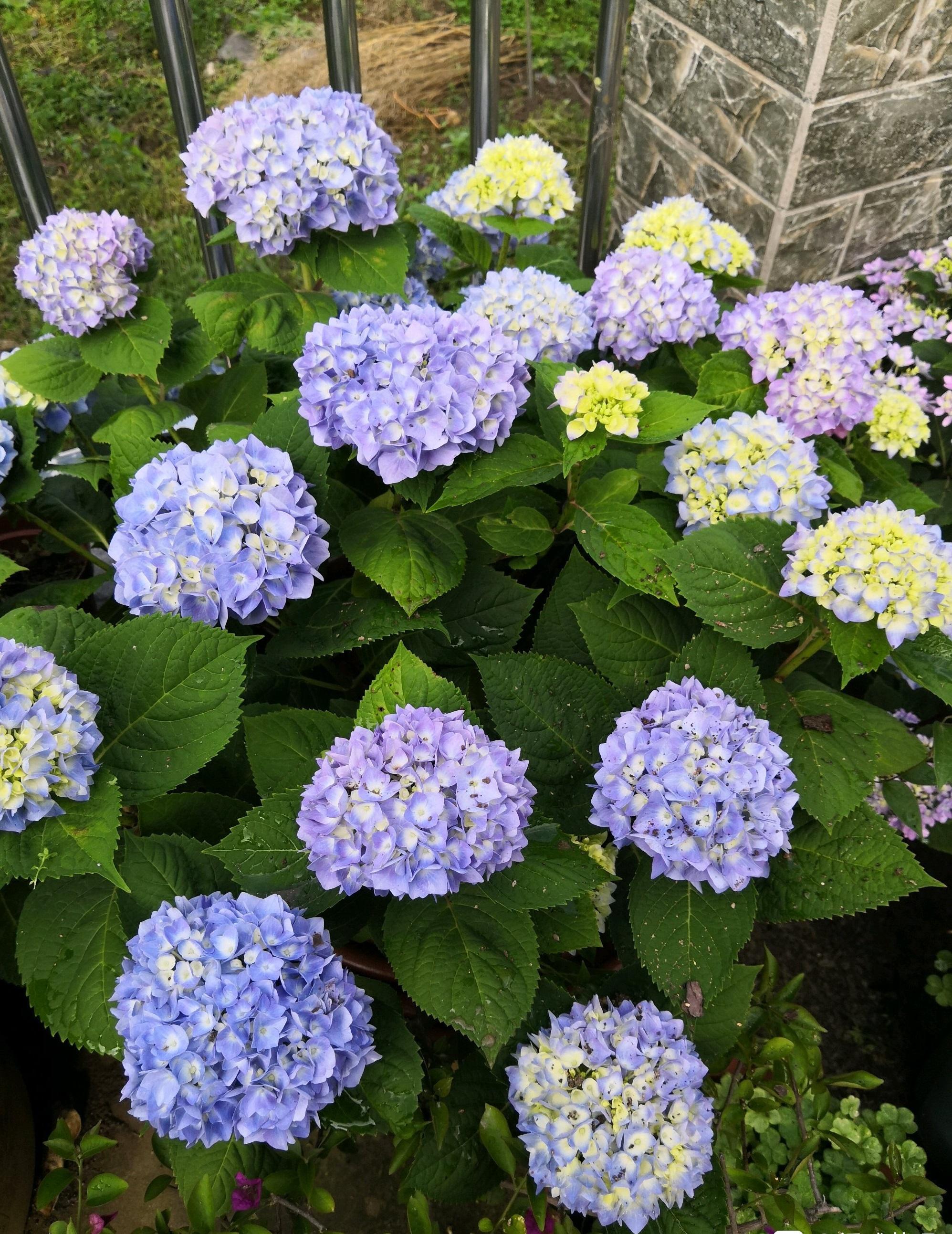蓝色绣球花是什么品种，蓝色绣球花的介绍