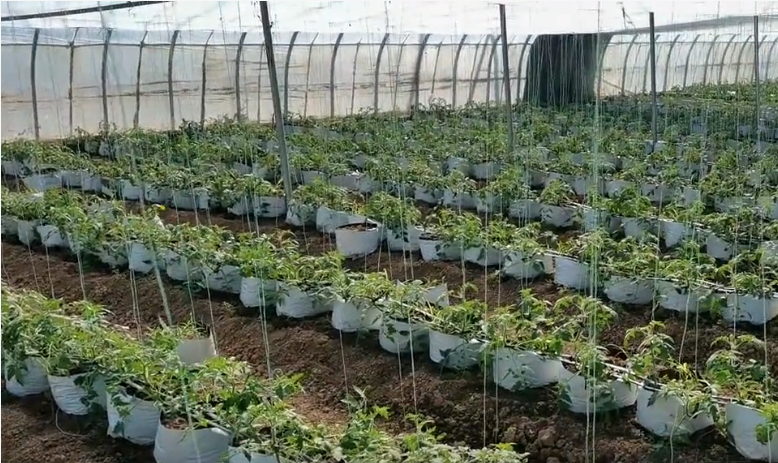 西红柿的种植方法和管理技术，西红柿该如何养护
