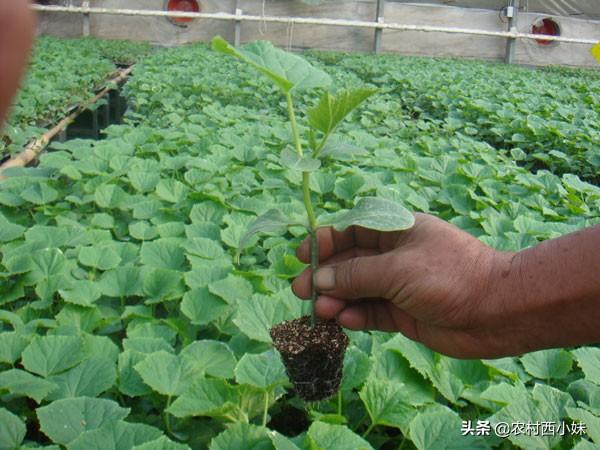 黄瓜种植技术与管理方法（了解栽培黄瓜的时间和温度）